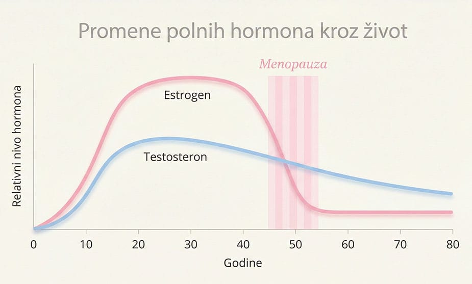 Grafikon promena nivoa estrogena i testosterona kod žena i muškaraca kroz život, sa označenom menopauzom između 45. i 55. godine.